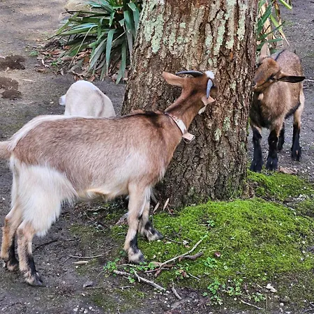 Camping Rural Ria De Arosa 2 2*