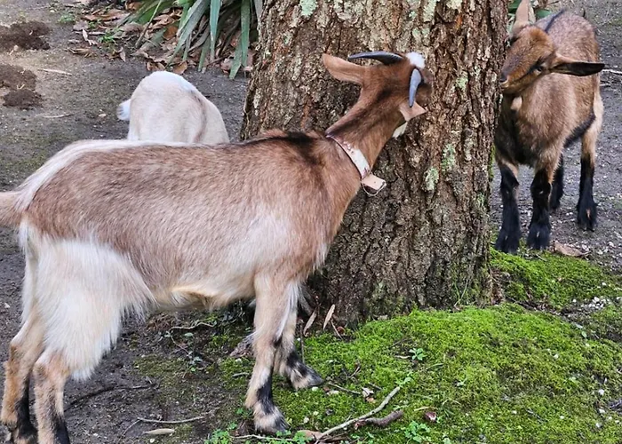 Κάμπινγκ Rural Ria De Arosa 2 2*
